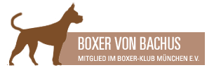 Boxer von Bachus - Hunde Züchter in Eschweiler